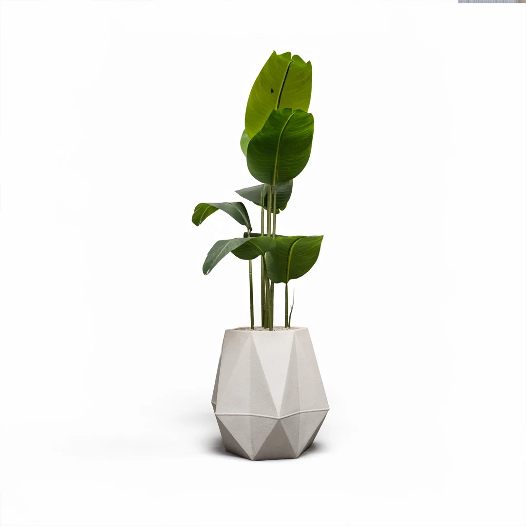 Diamond 18 inches white stone with Banana 4 feet