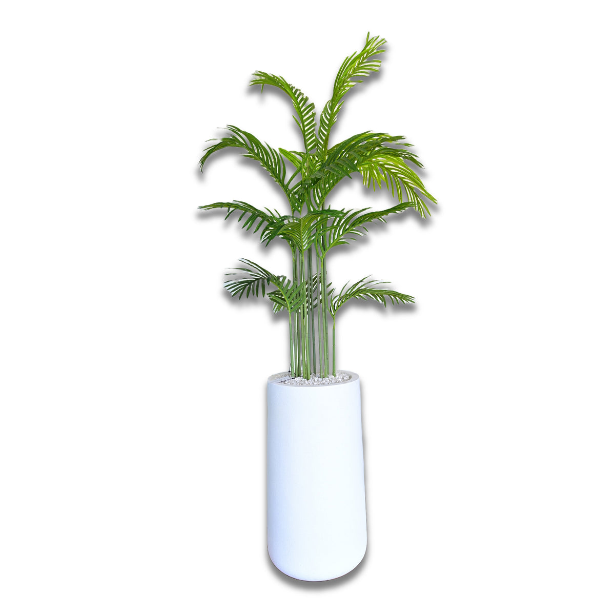 Heaven white stone with areeca plant 6 feet