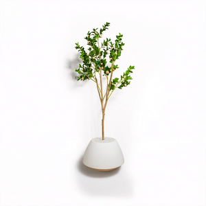 Zeenith 17 inch white stone with premium rose plant