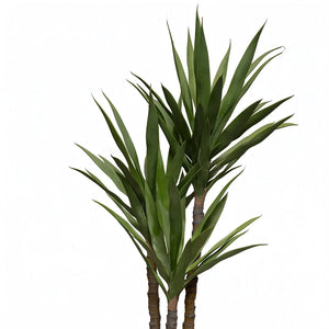 Heaven black 24 inch with cactus premium plant