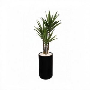 Heaven black 24 inch with cactus premium plant