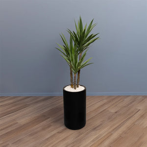 Heaven black 24 inch with cactus premium plant